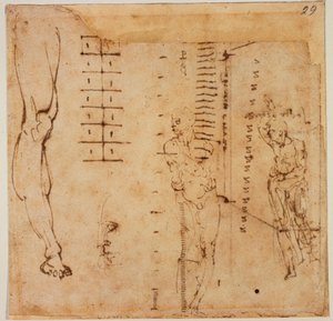 Obrázkové studie od Michelangelo Buonarroti