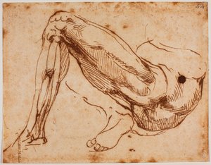 Studie nohou od Michelangelo Buonarroti