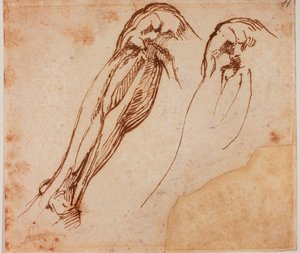 Dvě studie nohou od Michelangelo Buonarroti