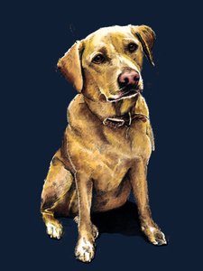 Daisy The Labrador v Midnight Blue, 2020 od Mike Davis