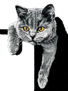 Flora The Kitten on White, 2019 od Mike Davis