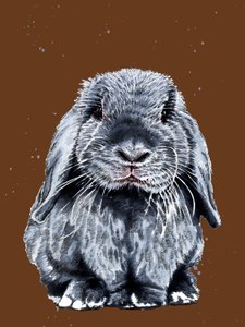 Gray One The Bunny on Burnt Orange, 2020 od Mike Davis