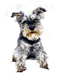 Ollie The Schnauzer on White, 2019 od Mike Davis