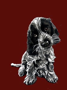 Rosie The Cocker Spaniel on Red Oxide, 2020 od Mike Davis