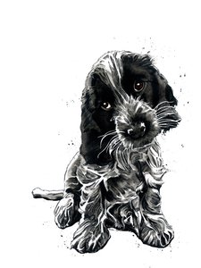 Rosie The Cocker Spaniel on White, 2019 od Mike Davis