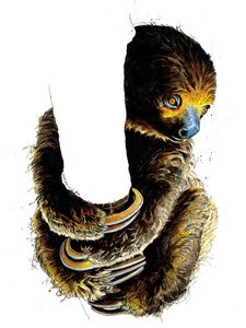 Talita The Sloth on White, 2019   1421521   cs       czech Successfully Translated  Original: Plantstudie Urformen der Kunst (series title) Translat: Plantstudie Urformen der Kunst (series title) 1329995 cs czech Successfully Translated Original: The Virgi od Mike Davis