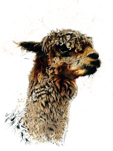 Alpaka na bílém, 2019 od Mike Davis