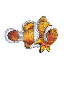 Clownfish on White, 2022 od Mike Davis