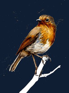 The Robin on Midnight Blue, 2020 od Mike Davis