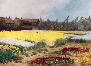Bulb Farm poblíž Overveen (barevné lito) od Mima Nixon