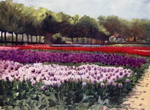 Darwinovy tulipány (barevné lito)