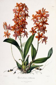 Epidendrum Vitellinus, kolem 1837-41 od Miss Drake