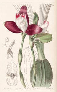 Lycaste macrophylla (jako syn. Lycaste plana) od Miss Drake