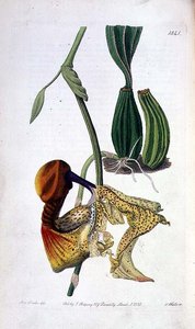 Orchidej: Laelia autumnalis, nakladatelství I. Ridgway od Miss Drake