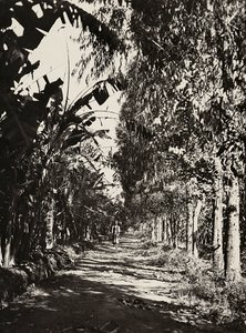 „Budování říše“ ve fašistickém věku: ovocný háj v Cheren, 09.05.1936 (čb foto) od Modestino Baldinetti