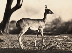 „Budování říše“ ve fašistickém věku: setitův kozel, 9.5.1936 (černobílá fotografie) od Modestino Baldinetti