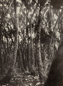 „Budování říše“ ve fašistickém věku: háj dumských palem, 9.5.1936 (černobílá fotografie) od Modestino Baldinetti