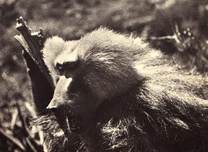„Budování říše“ ve fašistickém věku: opice, 09.05.1936 (černobílá fotografie) od Modestino Baldinetti