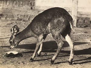 „Budování říše“ ve fašistickém věku: antilopa, 09.05.1936 (čb foto) od Modestino Baldinetti