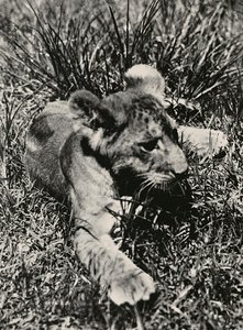 „Budování říše“ ve fašistickém věku: příklad mladého lva, 09.05.1936 (čb foto) od Modestino Baldinetti
