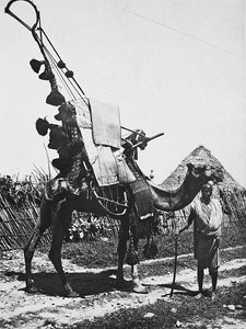 „Budování říše“ ve fašistickém věku: velbloud s nádherou pro svatební obřad, 09.05.1936 (černobílá fotografie) od Modestino Baldinetti