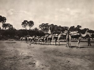 „Budování říše“ ve fašistickém věku: karavana velbloudů, 9.5.1936 (černobílá fotografie) od Modestino Baldinetti