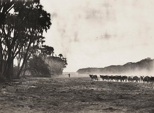 „Budování říše“ ve fašistickém věku: dobytek nahnaný k řece Gasc, 09.05.1936 (černobílá fotografie) od Modestino Baldinetti