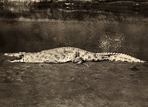 „Budování říše“ ve fašistickém věku: krokodýl, 9.5.1936 (černobílá fotografie) od Modestino Baldinetti