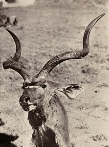 „Budování říše“ ve fašistickém věku: příklad agazenu, 09.05.1936 (černobílá fotografie) od Modestino Baldinetti