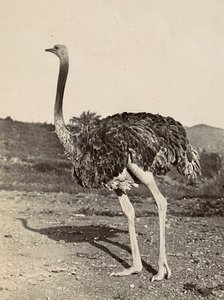 „Budování říše“ ve fašistickém věku: příklad pštrosa, 09.05.1936 (čb foto) od Modestino Baldinetti