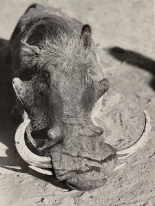 „Budování říše“ ve fašistickém věku: hlava divokého prasete, 09.05.1936 (čb foto) od Modestino Baldinetti