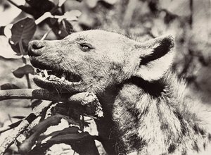 „Budování říše“ ve fašistickém věku: hlava hyeny, 9.5.1936 (černobílá fotografie) od Modestino Baldinetti