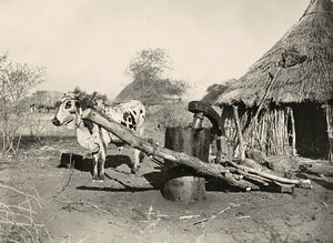 „Budování říše“ ve fašistickém věku: domorodý výrobce ropy, 09.05.1936 (čb foto) od Modestino Baldinetti