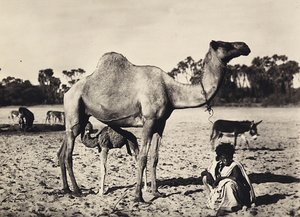 „Budování říše“ ve fašistickém věku: nomádi, 9.5.1936 (černobílá fotografie) od Modestino Baldinetti