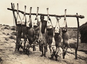 „Budování říše“ ve fašistickém věku: někteří ulovení jeleni, 09.05.1936 (černobílá fotografie) od Modestino Baldinetti
