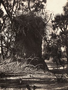 „Budování říše“ ve fašistickém věku: kolonie termitů, 9. 5. 1936 (černobílá fotografie) od Modestino Baldinetti