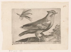 Pestvogel (Bombycilla garrulus) Colonbo indiano (název na objektu) Vogels (název série)
