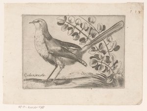 Vogel Codazinzola (název na objektu) Vogels (název série)