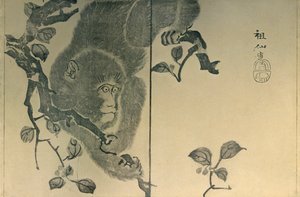 Opice, 1815, 1924.
