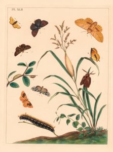 Můra napáječka, Euthrix potatoria, hnědý chlupáč, Thecla betulae, kapitán velký, Ochlodes sylvanus, kapitán malý, Thymelicus sylvestris, vzácný zázrak, Dipthera runica a umbra pruhovaná, Plagodis pulveraria