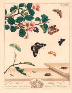 Postava osmiměsíčního motýla, Diloba caeruleocephala, bílý admirál, Limenitis arthemis, kominík, Odezia atrata, motýl červený, Callimorpha miniata, mol hnědý, Pterophorus pterodactylus, vzácný stříbřitý, Bena bicolorana a mol čenich, Hypen