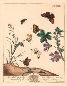 Motýl luční hnědý, Maniola jurtina, dřevěná nebo pomerančová špička, Anthocharis cardamines a skipper prošedivělý, Pyrgus alveolus