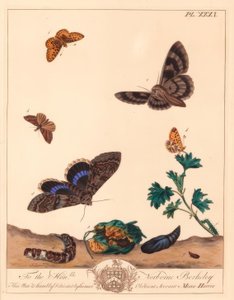 Malý perlový lemovaný motýl fritillary, Boloria selene a Clifden nonpareil můra, Catocala fraxini