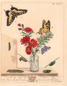 Vlaštovčí motýl, Papilio machaon. Ručně kolorovaná litografie podle ilustrace