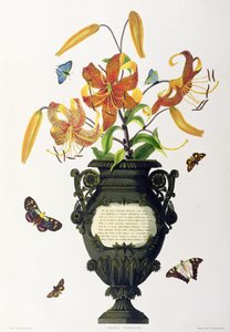Lilium tigrinum (Tiger Lily), z 
