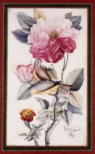 Gul-o Bulbul, c. 1849-50 (akvarel na papíře) od Muhammad Baqir