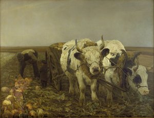 Sklizeň řepy od N.P. Mols