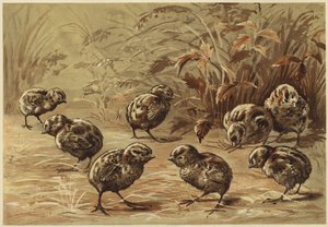Matka koroptev (litho)