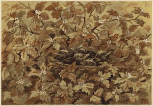 Kos doma (litho)