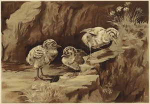 Skála racků (litho)